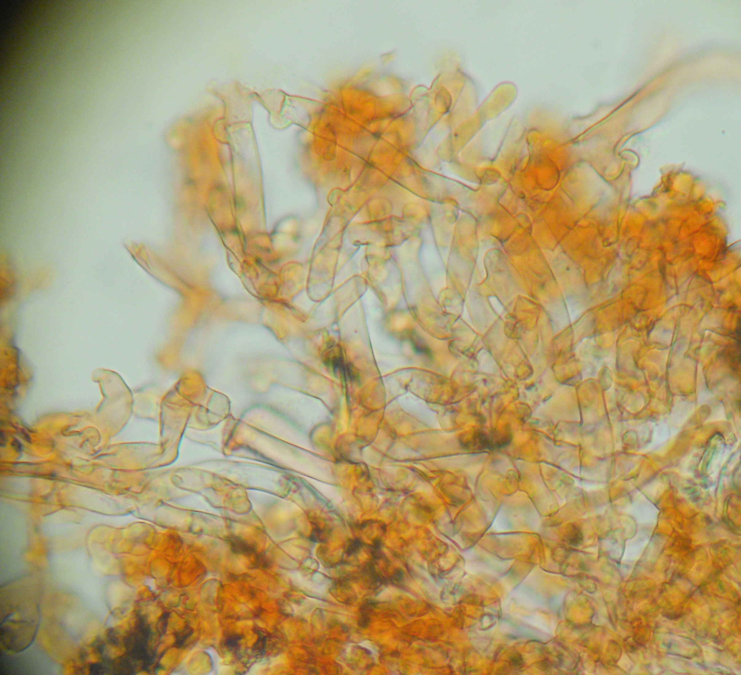 Botryobasidium? (Botryobasidium subcoronatum)
